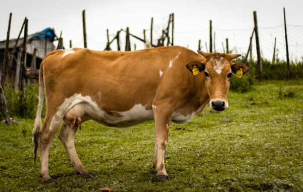 Holland職業代碼-實際型的代表動物是牛（圖片來源）